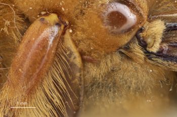 Media type: image;   Entomology 816425 Aspect: thorax lateral